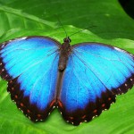 butterfly-142506_1280